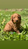 lime green collar, a male Miniature Goldendoodle for sale in Conowingo, MD – 3 of 3