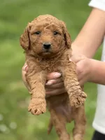Black collar, a male Miniature Goldendoodle for sale in Conowingo, MD – 2 of 2