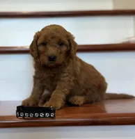 Black collar, a male Miniature Goldendoodle for sale in Conowingo, MD – 1 of 2
