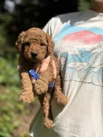 Blue, a male Miniature Goldendoodle for sale in Conowingo, MD – 2 of 3
