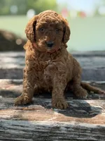 millie, a female Miniature Goldendoodle for sale in Conowingo, MD – 3 of 4
