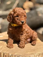 CJ YELLOW, a female Miniature Goldendoodle for sale in Conowingo, MD – 2 of 7