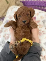 CJ YELLOW, a female Miniature Goldendoodle for sale in Conowingo, MD – Photo 2 of 4