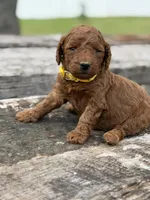 CJ YELLOW, a female Miniature Goldendoodle for sale in Conowingo, MD – Photo 3 of 4