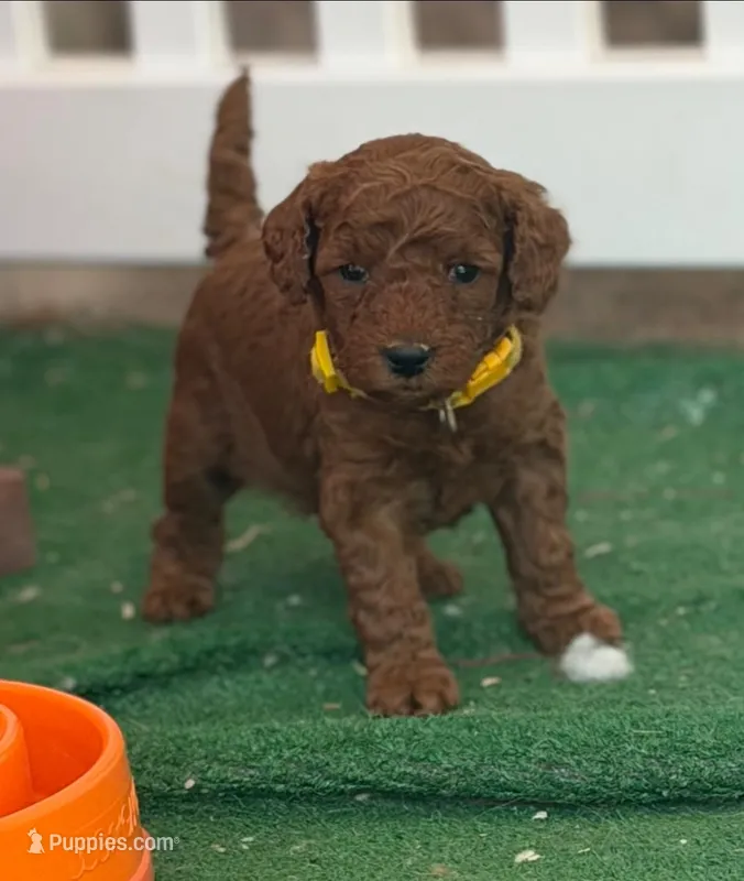 CJ YELLOW – Miniature Goldendoodle puppy for sale in Conowingo, MD