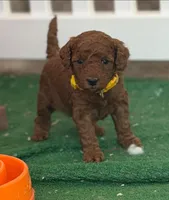 CJ YELLOW, a female Miniature Goldendoodle for sale in Conowingo, MD – Photo 1 of 4