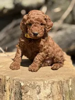 CJ YELLOW, a female Miniature Goldendoodle for sale in Conowingo, MD – 3 of 7
