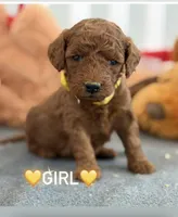 CJ YELLOW, a female Miniature Goldendoodle for sale in Conowingo, MD – Photo 4 of 4