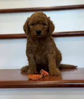 Orange collar, a male Miniature Goldendoodle for sale in Conowingo, MD – 1 of 3