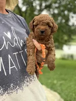 orange collar girl, a female Miniature Goldendoodle for sale in Conowingo, MD – 3 of 3