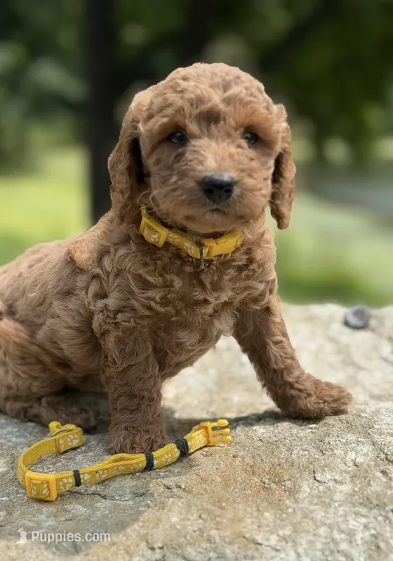 yellow collar girl – Miniature Goldendoodle puppy for sale in Conowingo, MD