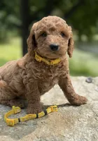 yellow collar girl, a female Miniature Goldendoodle for sale in Conowingo, MD – 1 of 4