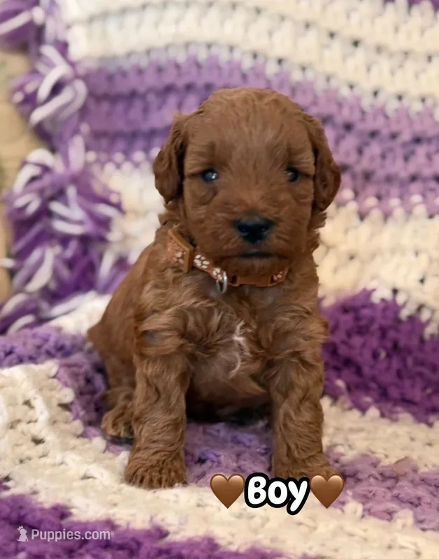 brown collar boy – Miniature Goldendoodle puppy for sale in Conowingo, MD