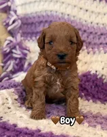 brown collar boy, a male Miniature Goldendoodle for sale in Conowingo, MD – 1 of 1