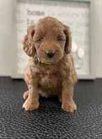 Lime green collar girl, a female Miniature Goldendoodle for sale in Conowingo, MD – 3 of 4