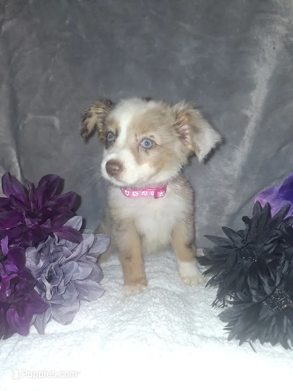 Baby – Miniature American Shepherd puppy for sale in Spiro, OK
