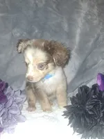 Buddy, a male Miniature American Shepherd for sale in Spiro, OK – 2 of 4