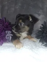 Sassy, a female Miniature American Shepherd for sale in Spiro, OK – 3 of 4