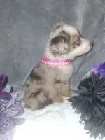 Baby, a female Miniature American Shepherd for sale in Spiro, OK – 3 of 3