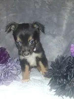 Sassy, a female Miniature American Shepherd for sale in Spiro, OK – 2 of 4