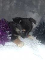 Sassy, a female Miniature American Shepherd for sale in Spiro, OK – 1 of 4