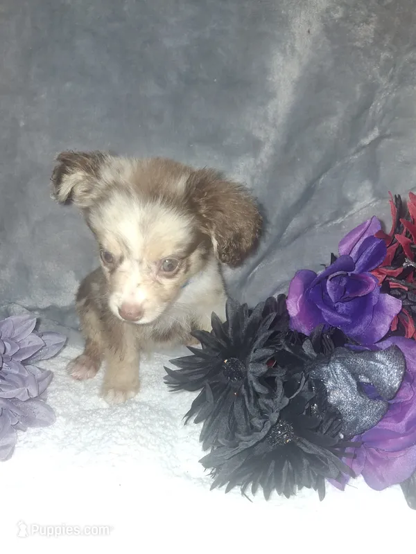 Buddy – Miniature American Shepherd puppy for sale in Spiro, OK