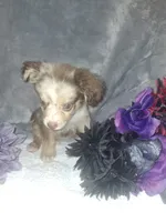 Buddy, a male Miniature American Shepherd for sale in Spiro, OK – 1 of 4