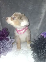 Baby, a female Miniature American Shepherd for sale in Spiro, OK – 2 of 3