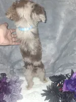 Buddy, a male Miniature American Shepherd for sale in Spiro, OK – 4 of 4