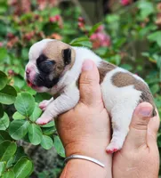 Winnie, a female French Bulldog for sale in Webster, FL – 3 of 5
