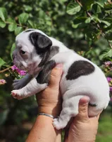 Marsha (AKA Marshal), a female French Bulldog for sale in Webster, FL – 3 of 5