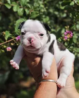 Marsha (AKA Marshal), a female French Bulldog for sale in Webster, FL – 2 of 5