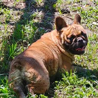 Bunny, a female French Bulldog for sale in Webster, FL – 3 of 3
