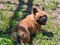 Bunny, a female French Bulldog for sale in Webster, FL – Photo 3 of 3