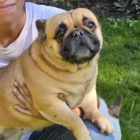 Bunny, a female French Bulldog for sale in Webster, FL – Photo 1 of 3