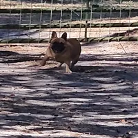 Bunny, a female French Bulldog for sale in Webster, FL – 2 of 3