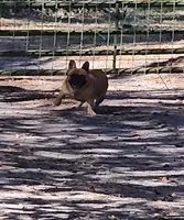 Bunny, a female French Bulldog for sale in Webster, FL – Photo 2 of 3