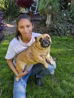 Bunny, a female French Bulldog for sale in Webster, FL – 3 of 3