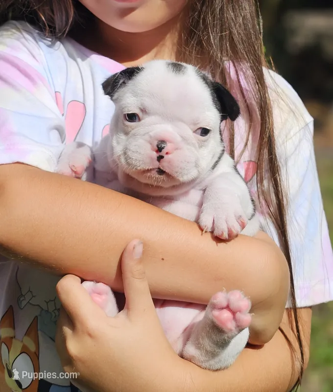 Marsha (AKA Marshal) – French Bulldog puppy for sale in Webster, FL