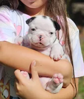 Marsha (AKA Marshal), a female French Bulldog for sale in Webster, FL – 1 of 5