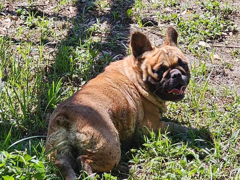 Bunny – French Bulldog puppy for sale in Webster, FL