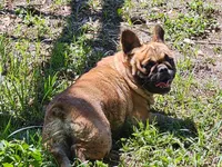 Bunny, a female French Bulldog for sale in Webster, FL – 1 of 3