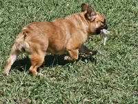 Bunny, a female French Bulldog for sale in Webster, FL – 2 of 3