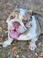Ballotin, a male English Bulldog for sale in Webster, FL – Photo 2 of 2