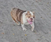 Ballotin, a male English Bulldog for sale in Webster, FL – Photo 1 of 2