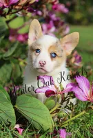 Harlequin/Merle Male, a male Pembroke Welsh Corgi for sale in Webster, FL – Photo 1 of 2
