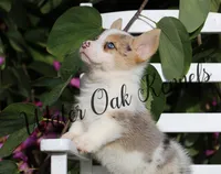 Harlequin/Merle Male, a male Pembroke Welsh Corgi for sale in Webster, FL – Photo 2 of 2