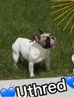 Marsha (AKA Marshal), a female French Bulldog for sale in Webster, FL – 5 of 5