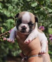 Winnie, a female French Bulldog for sale in Webster, FL – 1 of 5