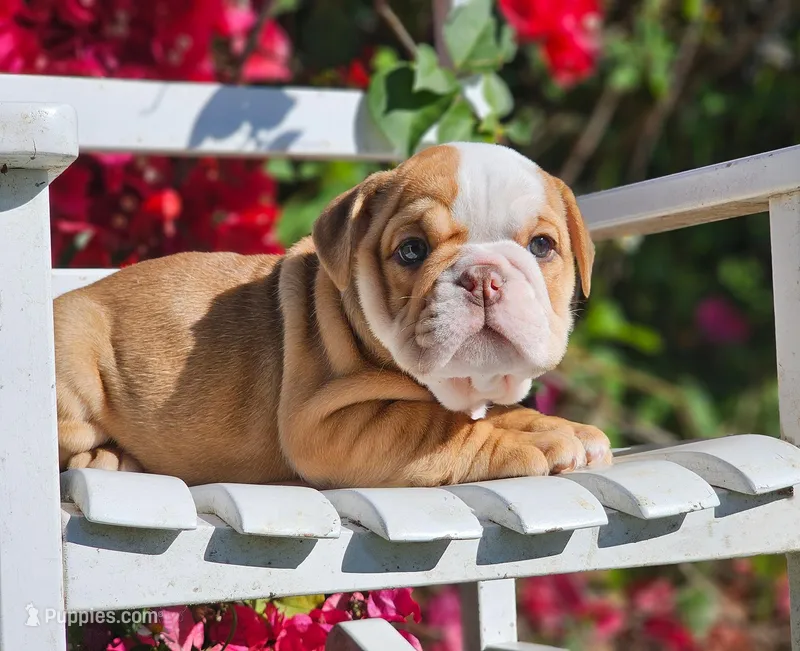 Luna, a female English Bulldog for sale in Webster, FL – Photo 1 of 2
